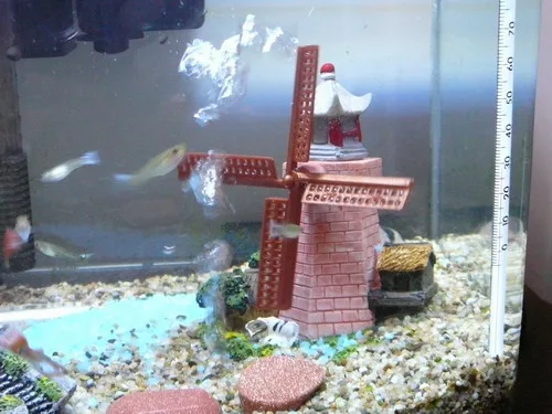 魚魚們也是很喜歡哦!