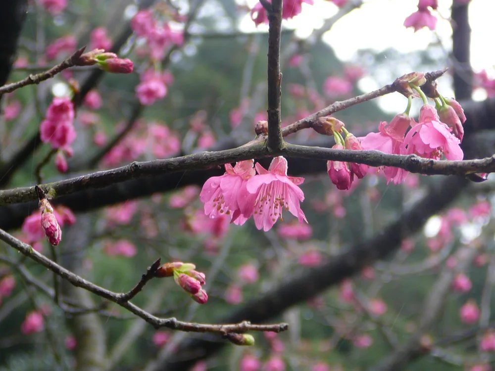 天元宮賞櫻花