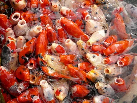 10.永遠餵不飽的魚