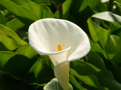 傳說中的蝴蝶花廊及陽明山海芋季