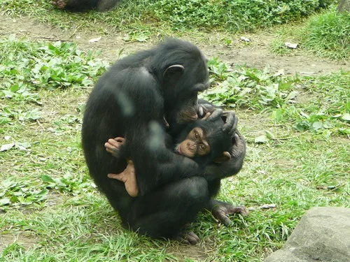 木柵動物園之旅