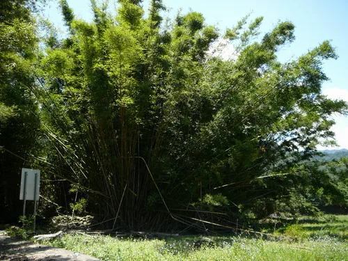 這個竹子，讓我知道，什麼是「茂盛」