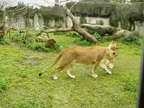木柵動物園之旅