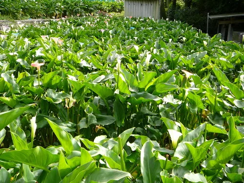 傳說中的蝴蝶花廊及陽明山海芋季
