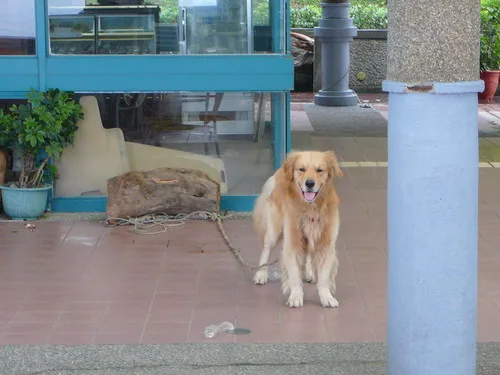 顧店的黃金獵犬，有飼料吃，所以應該有人會來這裡巡邏！