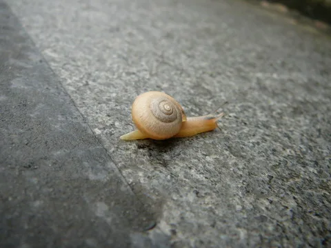10.這是在部落灣看的努力向上的鍋牛