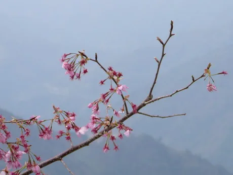29.標高1800M的櫻花