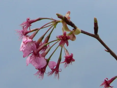30.山上的花真的很美